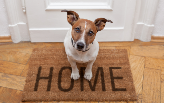 How to prepare your pets for a move