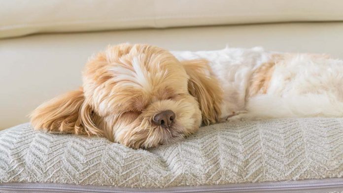 The Benefits of Air Conditioning for Pets