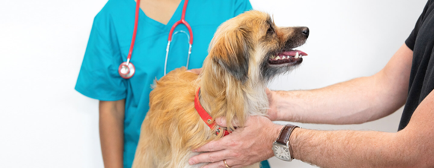 The Importance of Regular Vet Check-Ups for Your Pet