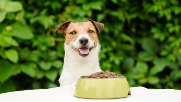 Pamper Your Pets: Unveiling Perth's Premium Pet Food Delights